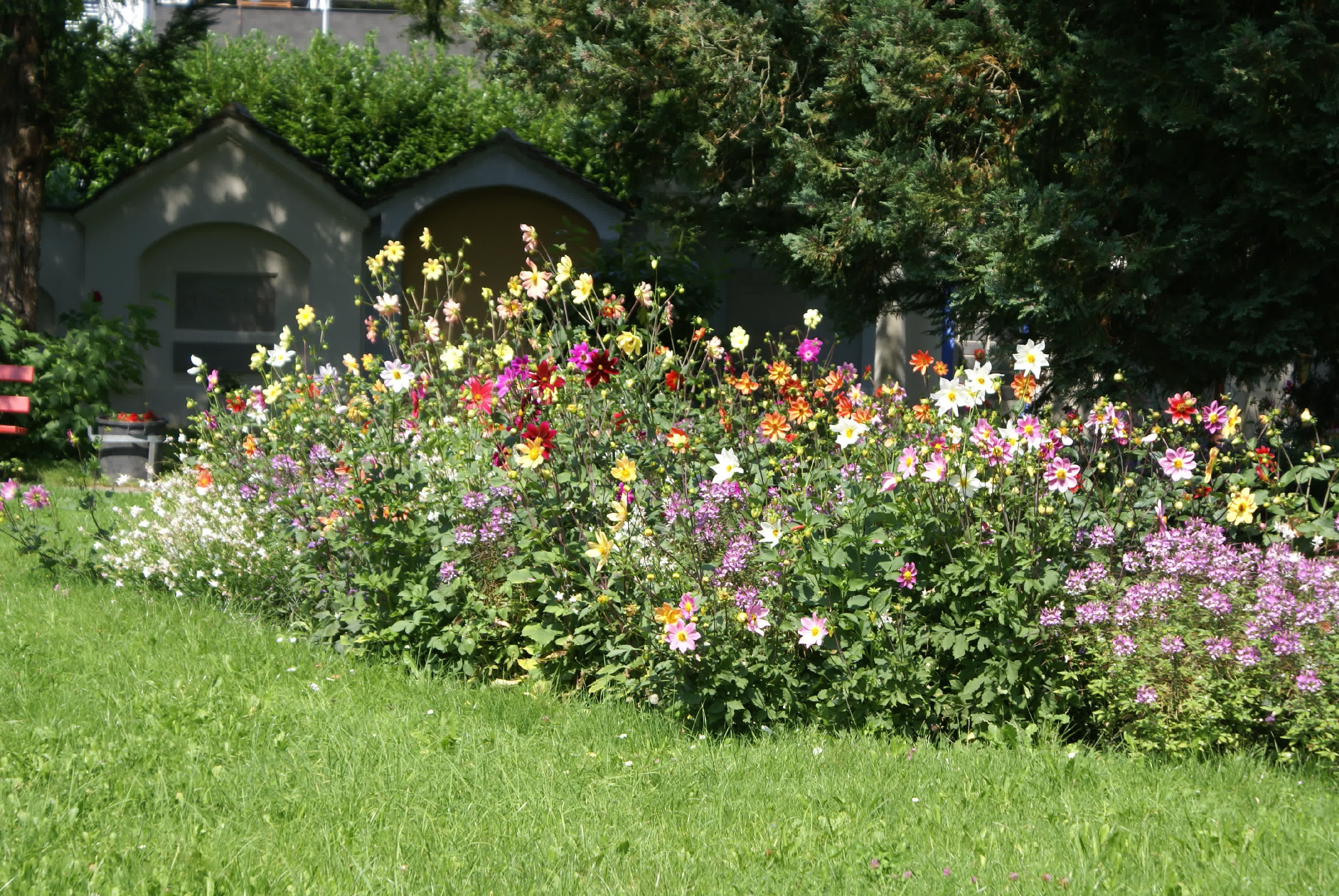 So sah der Baumring 2021 während der Gartenschau bei der Dahlienblüte aus So sah der Baumring 2021 während der Gartenschau bei der Dahlienblüte aus